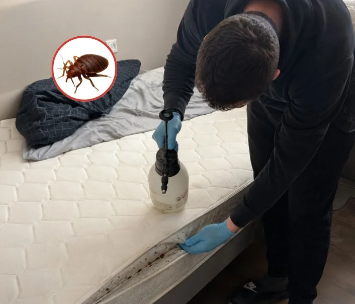 Technicien traitant un matelas contre les punaises de lit à Mormant